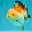 AAA Grade Tricolor Yuanbao Male 5 inches #072426YB_26