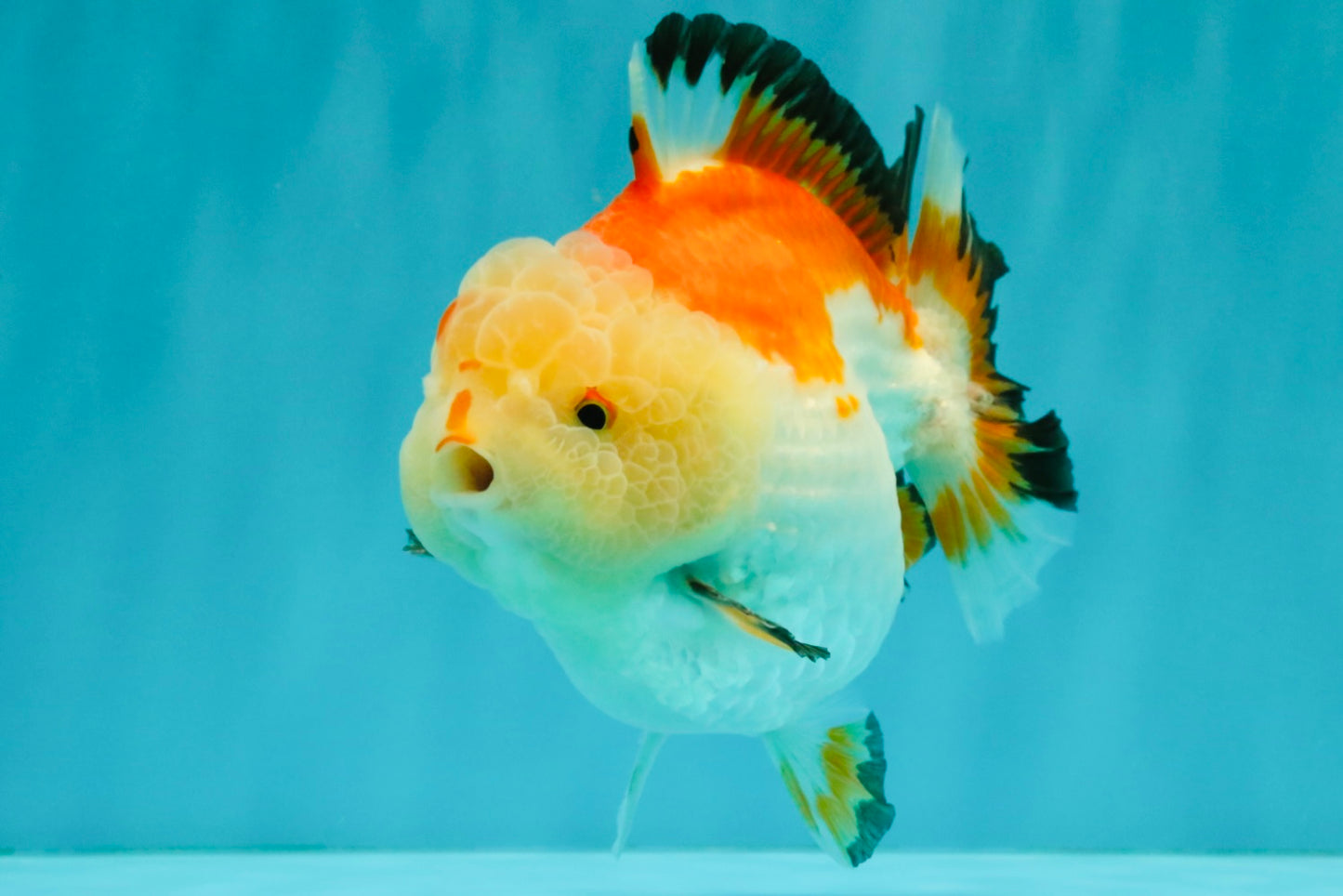 AAA Grade Tricolor Yuanbao Male 5 inches #072426YB_26