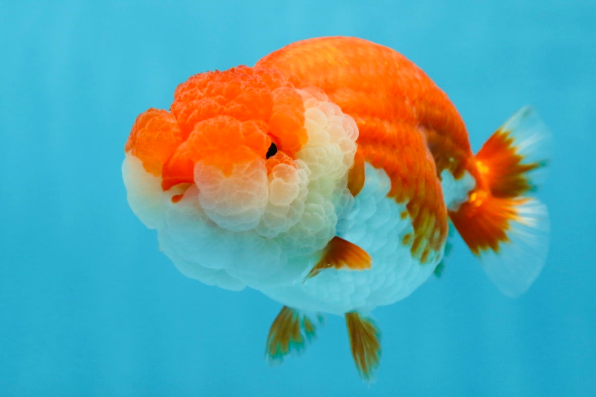 AAA Grade SUPER Red White LionQueen 4.5 inches #051625LC_35