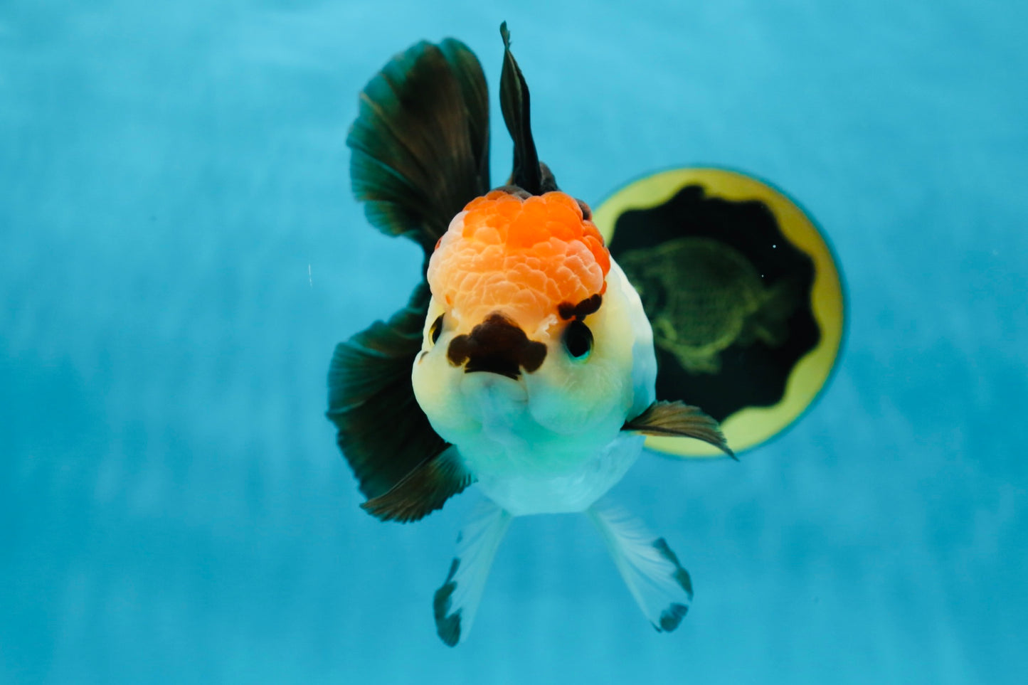 SUPER MARIO AAA Grade Tricolor Button Eyes Oranda Female 5.5 inches #042525OR_02