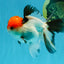 Tricolor Oranda Male 5-5.5 inches #041026OR_12