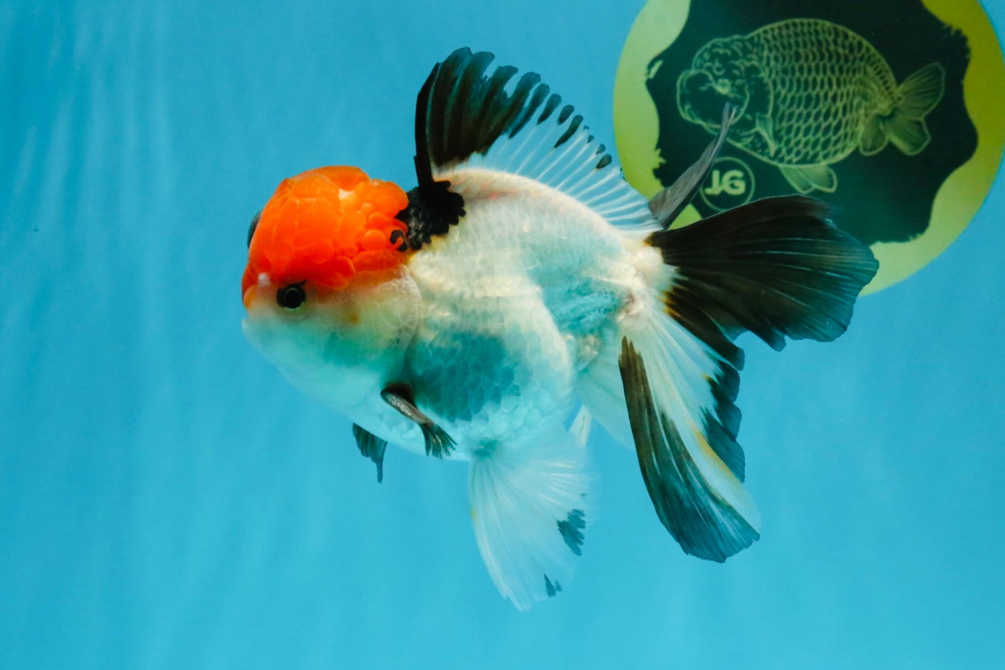 Tricolor Oranda Male 5-5.5 inches #041026OR_12
