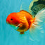 A Grade Red White Oranda Female 5.5-6 inches #101626OR_14