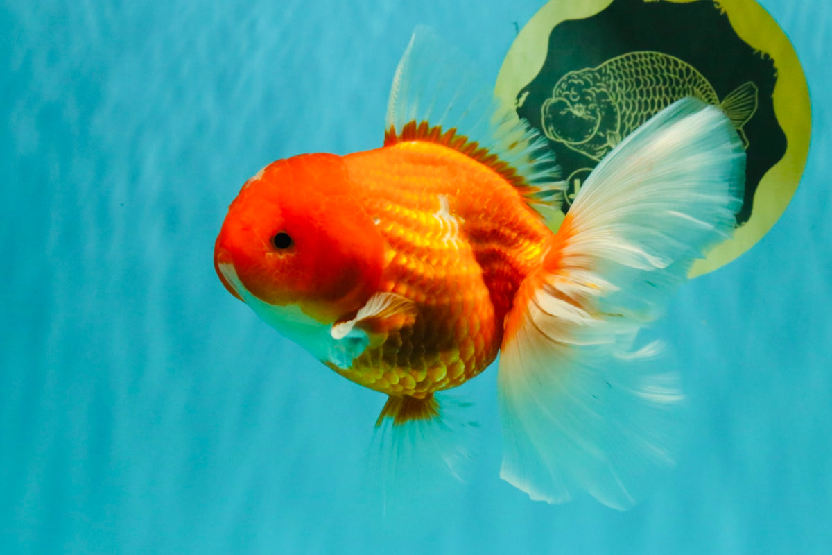 A Grade Red White Oranda Female 5.5-6 inches #101626OR_14