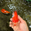 A Grade Red White LionQueen 4 inches #070326LC_29
