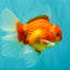 A Grade Red White Oranda Male 6 inches #071726OR_25