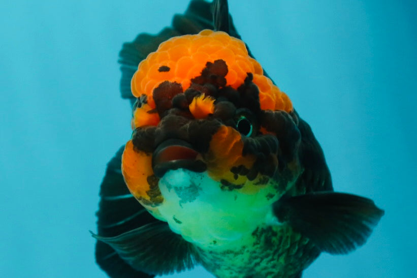 AAA Grade Red Head Apache Oranda Female 5-5.5 inches #1011OR_07