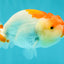 A Grade Red White LionQueen 4.5 inches #070326LC_32
