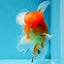 A Grade Gentle Giant Sakura Oranda Male 5.5-6 inches #062025OR_21