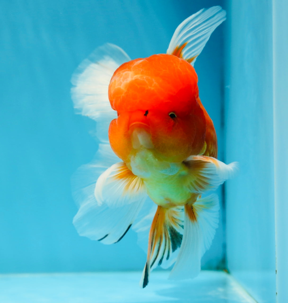 A Grade Gentle Giant Sakura Oranda Male 5.5-6 inches #062025OR_21