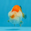 Orange White Lionchu 3.5 inches Unknown #0913LC_37