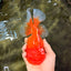 AAA Grade Red Oranda Female 6.5 inches #071026OR_24