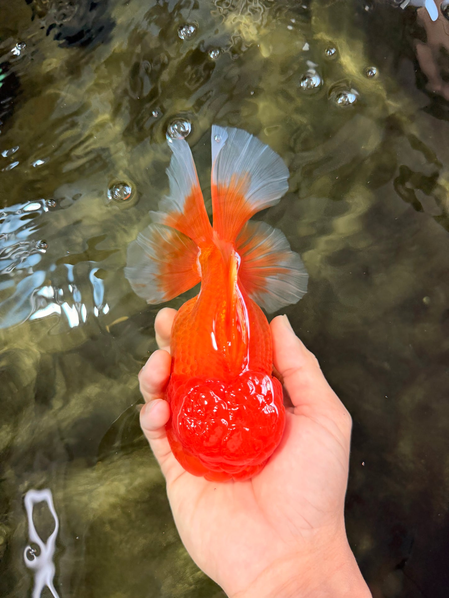 AAA Grade Red Oranda Female 6.5 inches #071026OR_24
