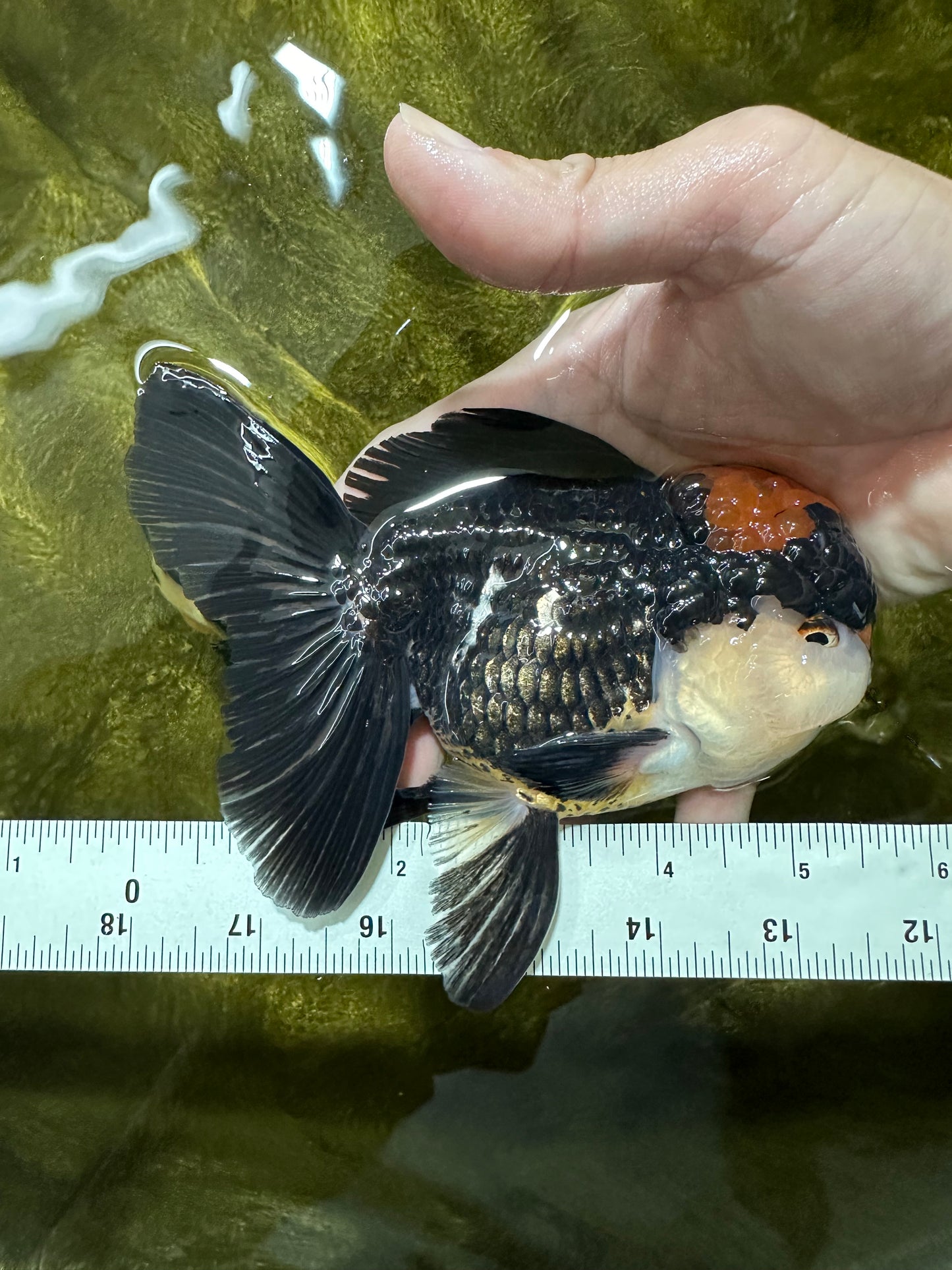 AAA Grade Tricolor Oranda Male 5.5 inches #112224OR_12