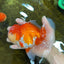 A Grade Red White Oranda Male 5.5-6 inches #080825OR_17