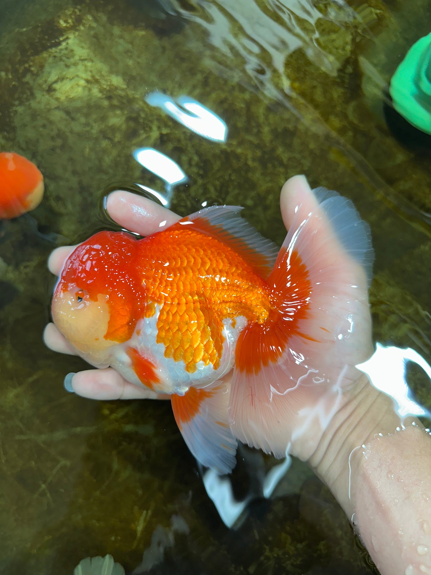 A Grade Red White Oranda Male 5.5-6 inches #080825OR_17