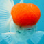 A Grade Red Cap Oranda Male 4.5-5 inches #050925OR_46