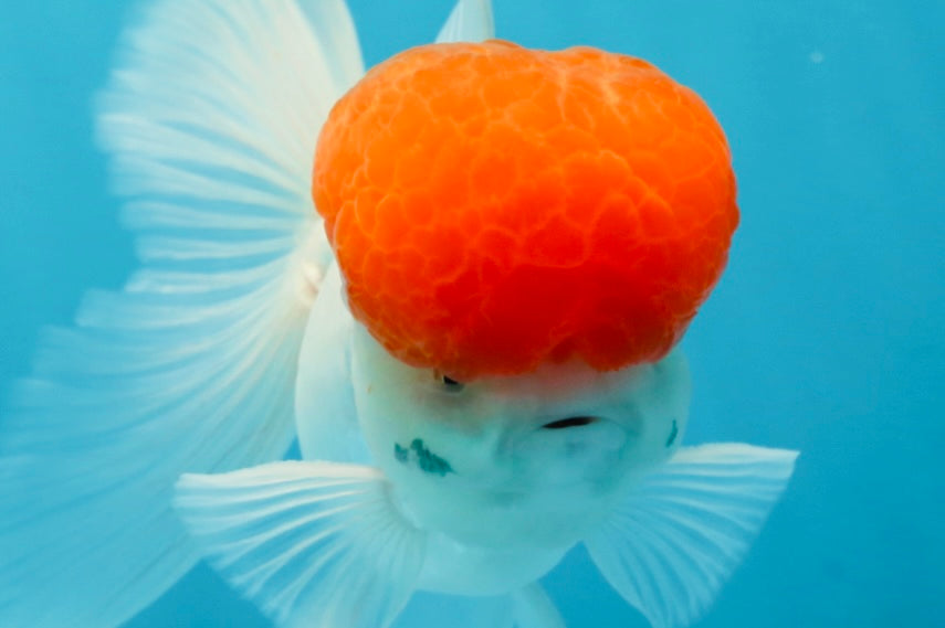 A Grade Red Cap Oranda Male 4.5-5 inches #050925OR_46