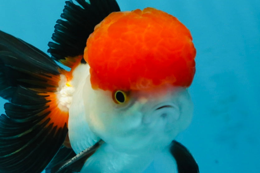 A Grade Tricolor Oranda Male 4.5 inches #060625OR_25