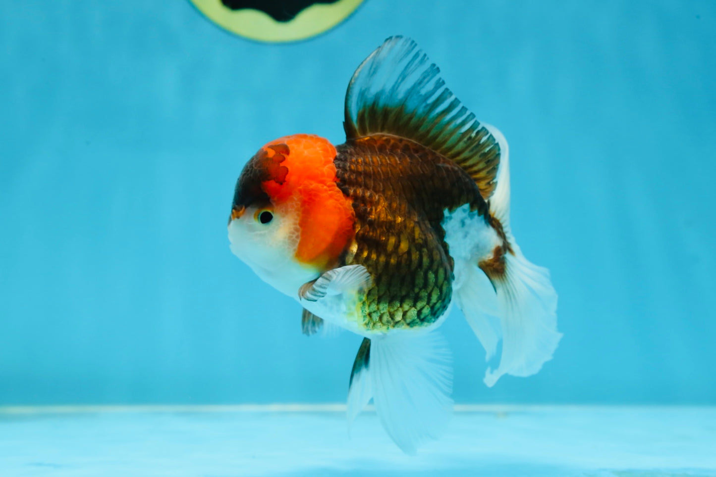 Young Tricolor Oranda Male 4.5 inches #061325_02
