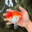 AAA Grade Peach Red White Oranda Male 5 inches #062626OR_30