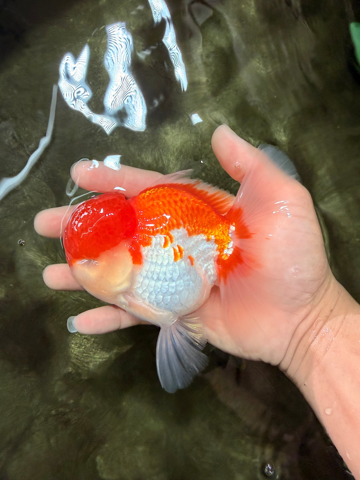AAA Grade Peach Red White Oranda Male 5 inches #062626OR_30