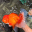 TOMATO AAA Grade Jumbo Broadtail Red Oranda Male 8.5-9 inches #072426OR_03