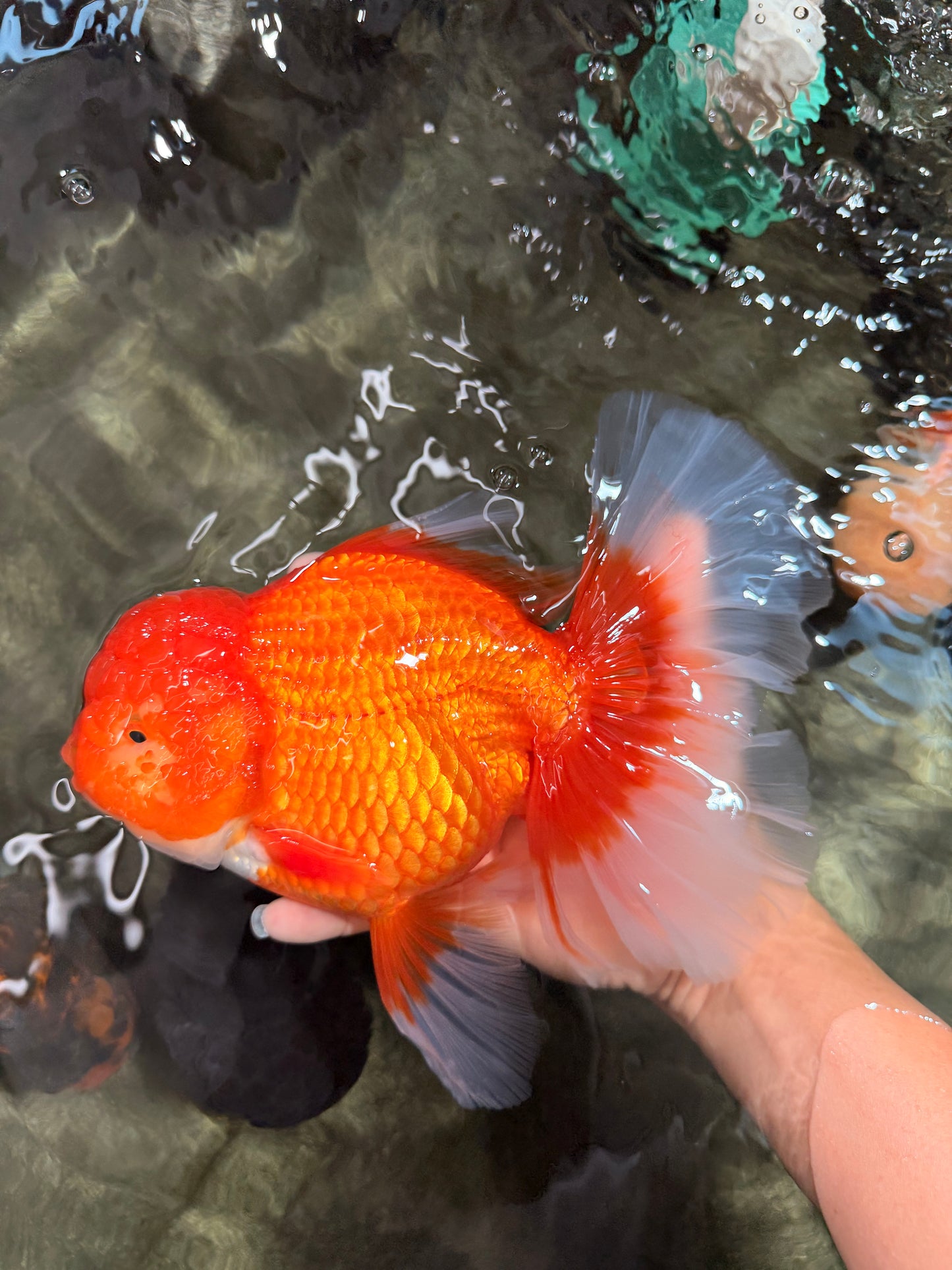 TOMATO AAA Grade Jumbo Broadtail Red Oranda Male 8.5-9 inches #072426OR_03
