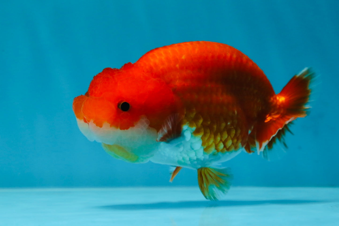 A Grade Red White LionQueen 4-4.5 inches #053025LC_06