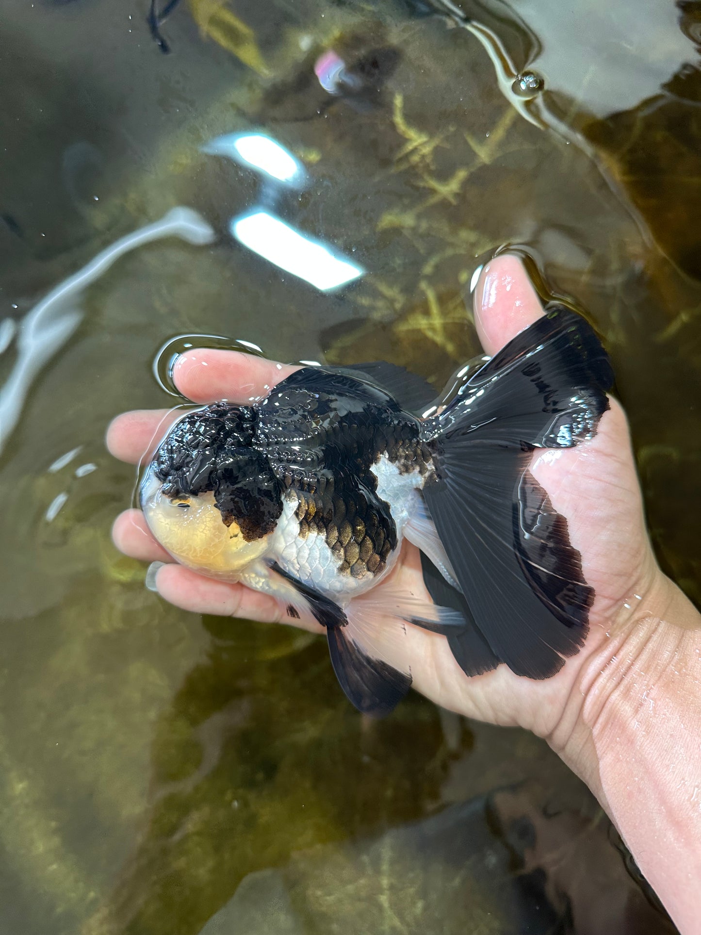 A Grade Panda Oranda Female 5.5 inches #082225OR_24