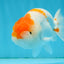 A Grade Fluffy Orange White LionKing 4.5-5 inches #122724LC_18