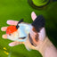 Tricolor Oranda Male 5-5.5 inches #041026OR_12