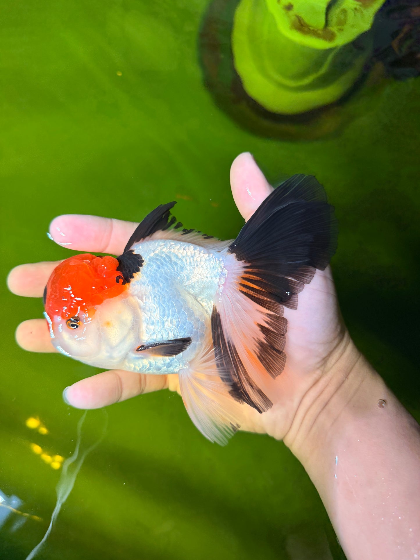Tricolor Oranda Male 5-5.5 inches #041026OR_12