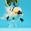 A Grade Panda Oranda Male 5.5 inches #120624OR_01