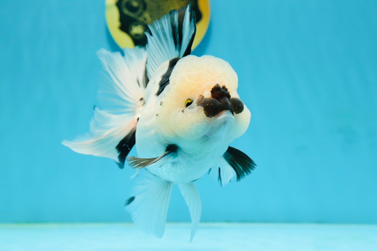 A Grade Panda Oranda Male 5.5 inches #120624OR_01