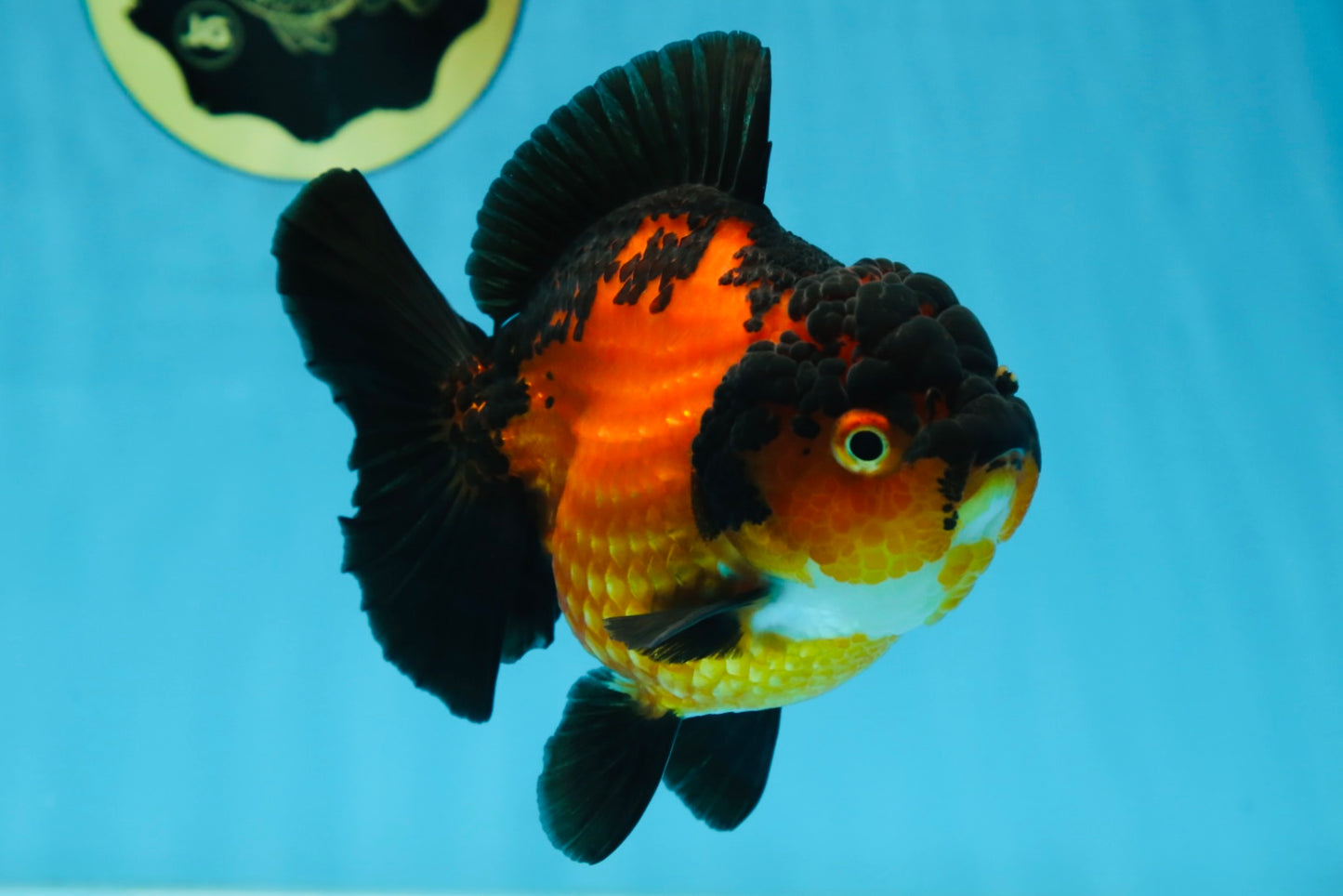 AAA Grade Apache Yuanbao Female 5 inches #081525YB_06