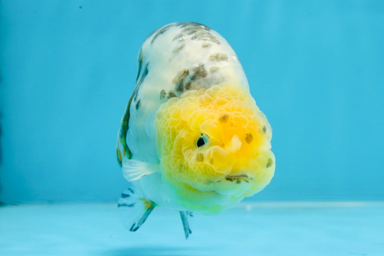 SPECIAL AAA Grade Chinese White Tiger Base Ranchu Female 4.5 inches #101725RC_20