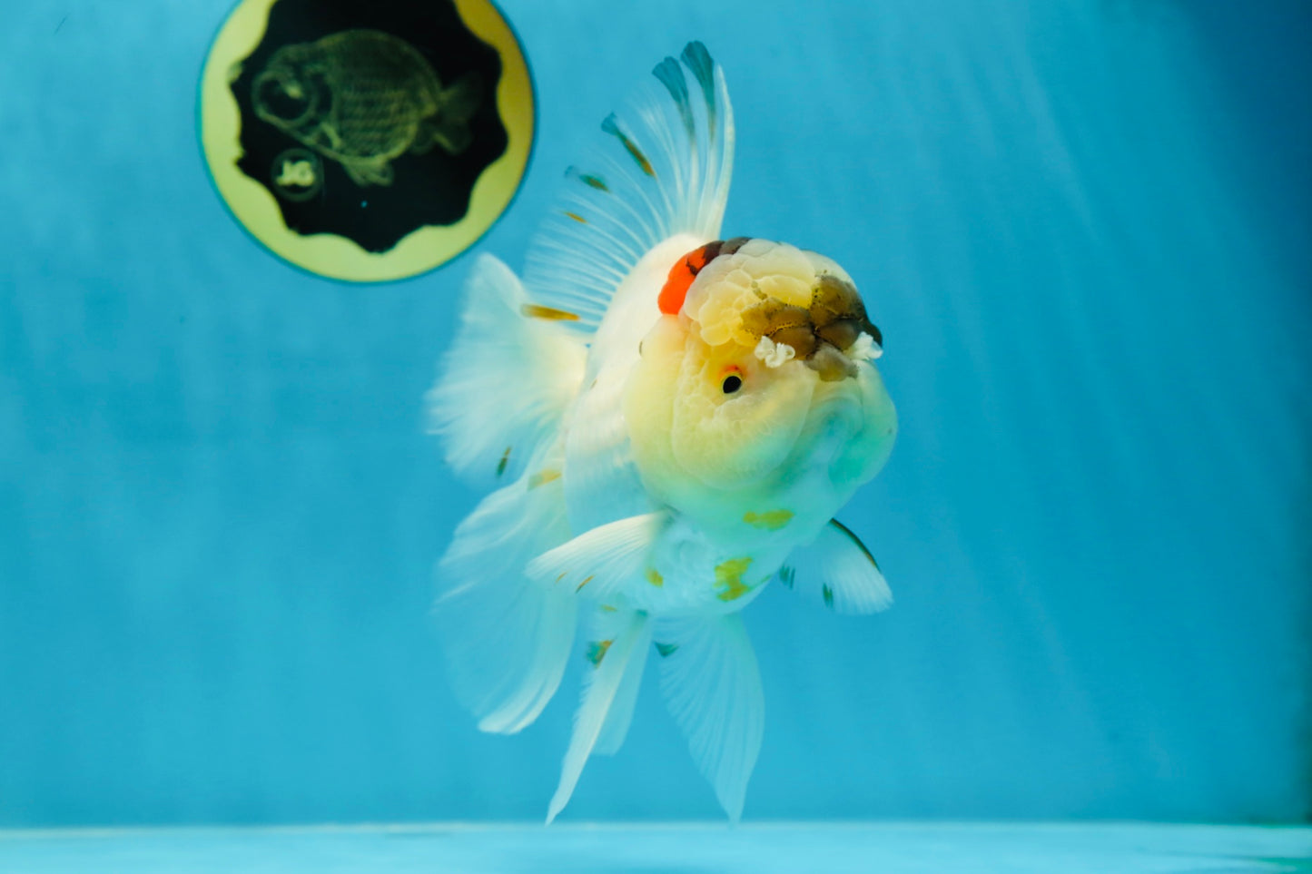 A Grade Unique Tricolor Oranda Female 6 inches #050225OR_03