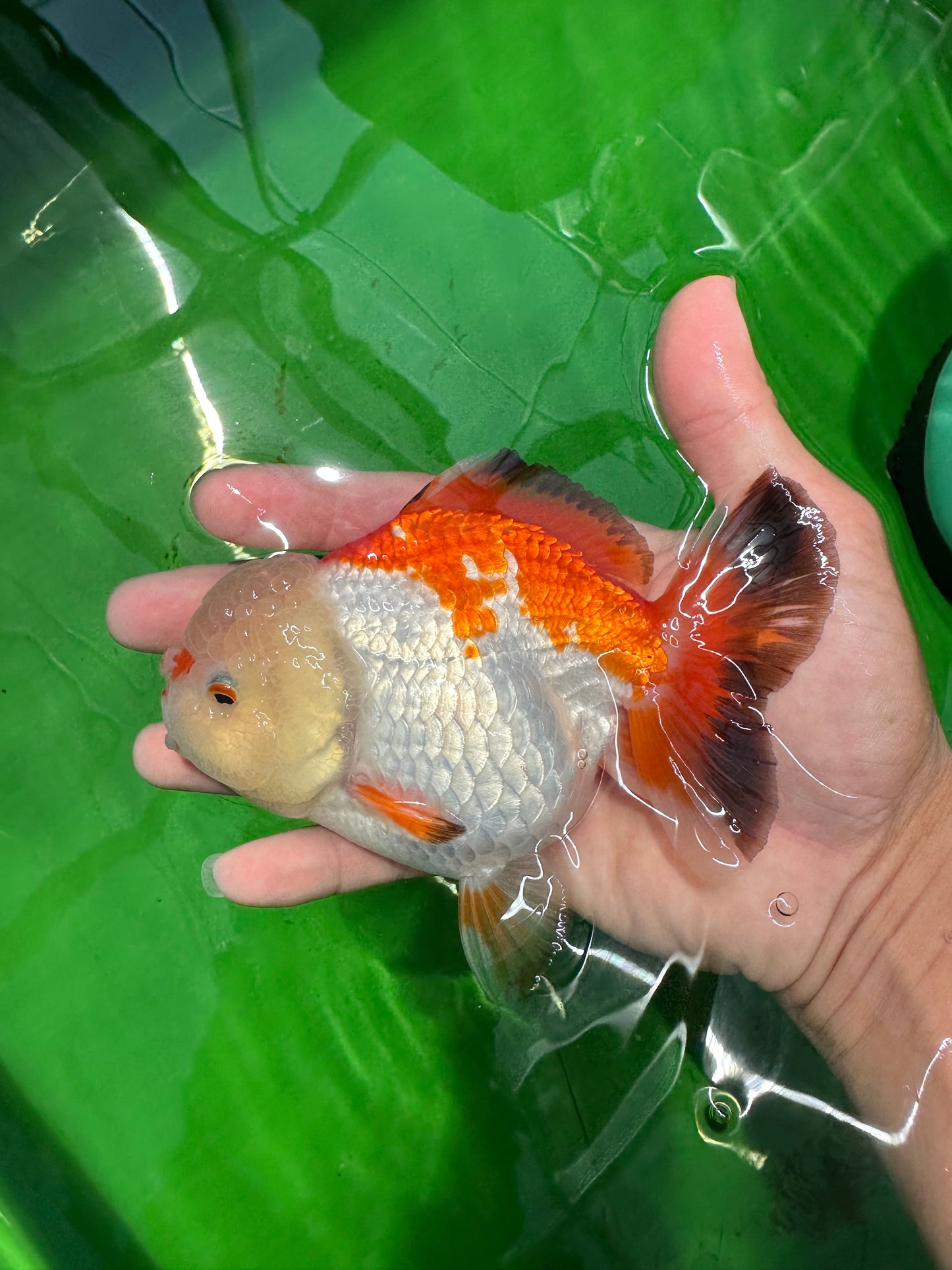 AAA Grade Big Pompoms Tricolor Godzilla Yuanbao Female 5 inches #0607YB_07