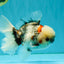 A Grade Marble Oranda Male 5.5 inches #050126OR_13
