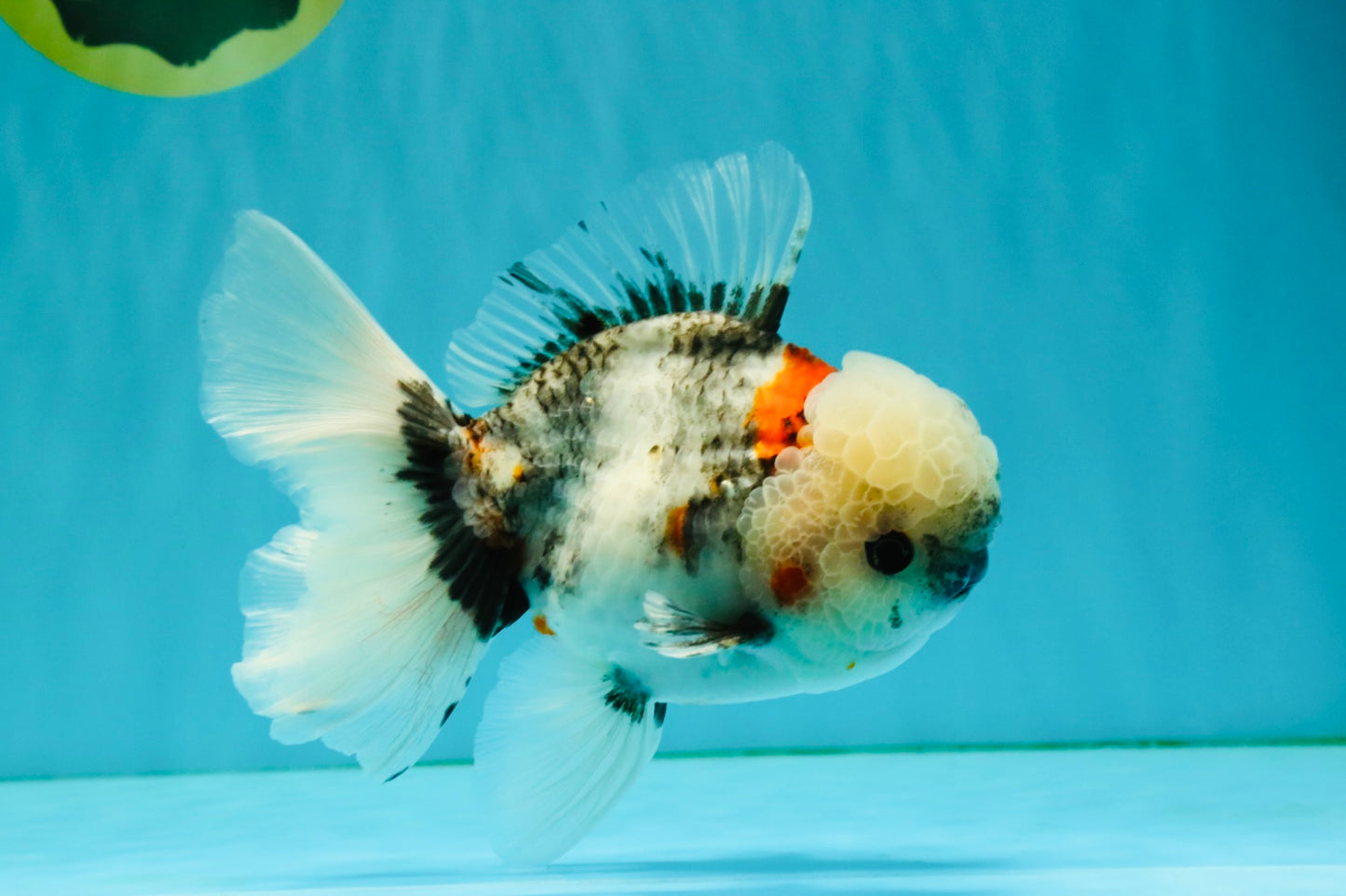 A Grade Marble Oranda Male 5.5 inches #050126OR_13