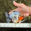 AAA Grade Marble Yuanbao Male 5 inches #062626YB_19