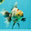A Grade Marble Oranda Male 6.5-7 inches #072426OR_09