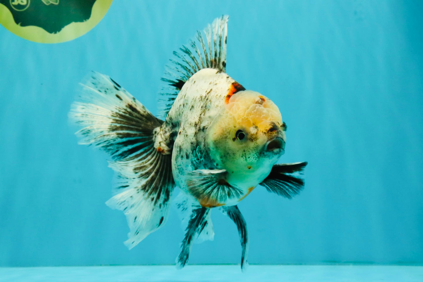 A Grade Marble Oranda Male 6.5-7 inches #072426OR_09