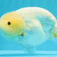 A Grade White Sakura Chinese Ranchu Female 5.5-6 inches #022026RC_21