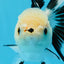 A Grade Panda Button Eyes Oranda Female 5.5 inches #0913OR_17