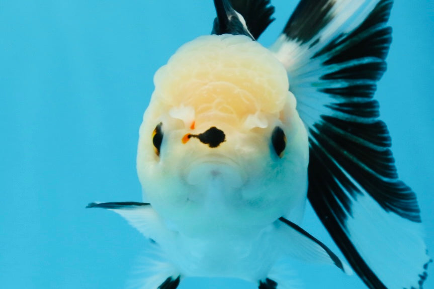 A Grade Panda Button Eyes Oranda Female 5.5 inches #0913OR_17