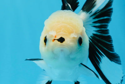 A Grade Panda Button Eyes Oranda Female 5.5 inches #0913OR_17