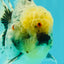 AAA Grade Kirin Oranda Male 6 inches #092526OR_04