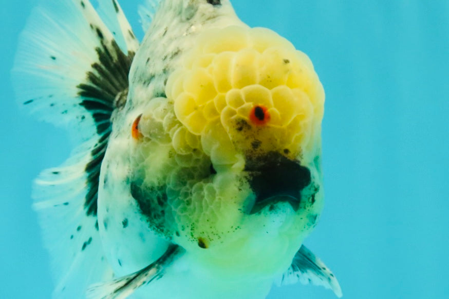AAA Grade Kirin Oranda Male 6 inches #092526OR_04